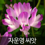 자운영 씨앗 자운영씨 종자 야생화 꽃씨 1000알 : 가람원