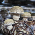 송화고버섯 고급선물포장 1kg 고기송화버섯 명절 추석 설 선물 : dbft