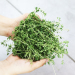 타임 생잎 10g 허브  (Thyme) 붉은색 : 백년부엌