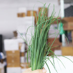 차이브  생잎 10g 양파향 허브 CHIVE : 백년부엌