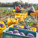제주 햇 콜라비 제주 부부 농부 직송 : 제주영순이농장