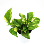 스킨답서스 반음지 실내공기정화식물 주방공기정화화분 인테리어 수경재배 거실 키우기쉬운 : 마이그린