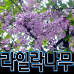 순희농장 라일락 라일락나무 60cm전후  2개사계라일락나무 수수꼭다리 : 씨티농원