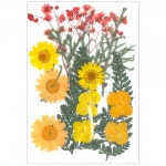 레진아트/만들기재료/프레스플라워(압화)세트 XM10 : 하비스토리