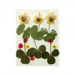 레진아트/만들기재료/프레스플라워(압화)세트 XM04 : 하비스토리