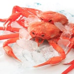 울진 후포항 붉은대게5미(1.7kg내외) : 피쉬세일