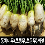 동치미 무우씨앗 초동무 씨앗 초롱무 씨앗 무우 20g : 가람원