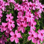 꽃잔디 홍설 모종 3치포트 지면패랭이 잔디대용 지피식물 봄꽃 야생화 농장 마당꾸미기 : 야생화나라