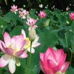 온대 수련 수생식물 연꽃 키우기 연잎 농장 꽃색상랜덤 여름꽃 : 야생화나라