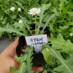 [모종모종]흰민들레 모종 (토종민들레) : 모종모종