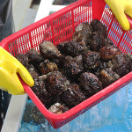 거제도 해녀 자연산 멍게 통영 제철 돌멍게 1kg : 숨비해물
