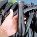 당일수확 특품 햇 가지 2Kg 4Kg 8Kg 무수정가지 : 정성가득 정이가