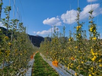 시나노골드 사과 명장이 재배한 GAP 인증 햇사과 태산농원 수줍은사과 5kg : 수줍은 태산농원