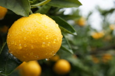 귤 타이벡 감귤 1L 5kg 밀감 서귀포 위미 제주 10kg 노지 5키로 10키로 : 투박한 감귤