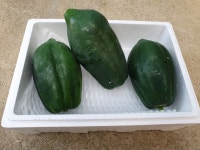 하늘농군들 그린파파야 2kg(3~5과)국산 농장직영, 일반 및 완숙파파야 : 하늘농군들