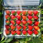 산지직송 설향 딸기 프리미엄 생딸기 하우스 대왕 왕 큰 햇딸기 철 농장 임산부 택배 맛집 : 단솜딸기