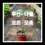 우산나물 포트 종근10주 : 자연산약초세상사람들