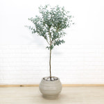 대형 유칼립투스 예쁜 카페형화분 신혼집화분 키큰식물 : 화수분 플라워