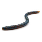 [2동탄] 레이드재팬 휩 크로울러 140mm 5.5 소프트루어웜 : 다솔낚시마트 2동탄점