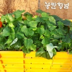 호풍미모종 20kg 고구마줄기 호박고구마모종 : 봉팔형님