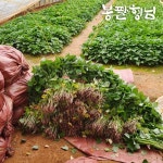 [봉팔형님] 해남 꿀고구마모종 1단 1.2kg : 봉팔형님