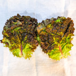 [서울 전 지역 배달] 싱싱한 쌈채소 상추 200g [수유 동두천상회] : 동네시장 장보기