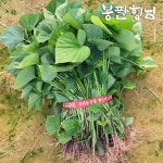 밤고구마모종 1kg 고구마순 : 봉팔형님