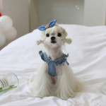 펫츠앤미 핀턱 데님 멜빵탑 2COLOR XS-2XL 핸드메이드강아지옷 비숑옷 소형견옷 여름 : 르쁘띠숑
