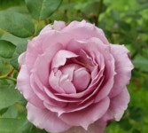 독일장미 노발리스 노티카 블루문 보라사계땅장미 : 홈즈가든