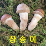 곡성 특산물 무농약 참송이버섯 3등급 500g (농장직송) : 송화버섯 옥과농원몰