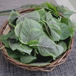 깻순 4kg / 국내산 / 최상품 / 팜웨이 : 자연대로팜웨이