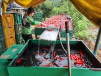 25년 햇 국산 고춧가루 2.5kg 5근 청양 가장매운맛 보통굵기 반찬 김치용 고추가루 : 상주이장님농장