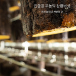 국산 장수상황버섯 150g 절편 특상품 선물세트 : 버섯놀이터 변산농장