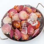 국내산 통영 홍가리비 캠핑조개구이 1kg : 산지직송 직판장