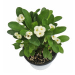 갑조네 꽃기린 다육식물 빨강꽃 선인장 사계절 : 갑조네