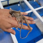 [목포수협31번중매인] 목포 세발낙지 국산 무안 신안 하의도 생낙지 : 남자낙지