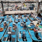 [목포수협31번중매인] 목포 세발낙지 국산 무안 신안 하의도 생낙지 : 남자낙지