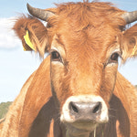 한정할인 황소 통머리 한마리 토종한우 소고기 소부산물 냉동 : 주식회사두드림