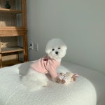 베어 비비 소프트 니트 / 강아지옷 S : 라브니즈