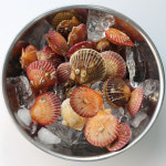 홍가리비 1kg 국내산 제철 양식 가리비 : 바다마트