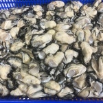 가보수산 산지직송 통영 제철 최상급 프리미엄 햇굴  냉동굴 생굴 : 가보수산