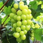 포도나무/샤인머스켓/삽목2년포트(3개묶음)묘목/h1032 : 카카호호1