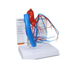 (GPI 모형) 관상동맥모형(G2575) : 성진메드