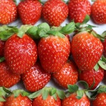 산청알찬딸기 설향딸기 800g 1kg(11월24일 첫발송) : 푸드아띠