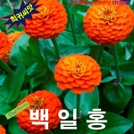 (희귀씨앗) 백일홍 엘레강스 Orange King 20립 : 팝스페이스