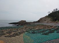 썸 완도실미역 바다로부터 갓 건져온 세척미역 소문난 섬마을미역100gx20봉 : 썸  ssumm