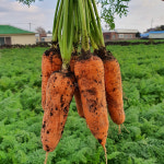 [우주농장]농가직송 친환경 무농약 흙당근 제주 구좌당근 햇당근 특상 왕 중 3 5 10kg : 우주농장