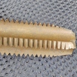 파065 탭 인치탭 1-38 6P : 놀부친구