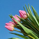 (봄맞이이벤트) 튤립 랜덤 색상 10송이 생화꽃 싼집 양재꽃시장 도매 경매 : 365꽃시장