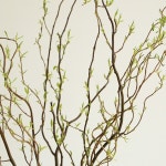 곱슬버들 생화 한달이상 감상가능 멋스러운 나무가지 소재 절지 동양화 버드나무 : 어니스트플라워